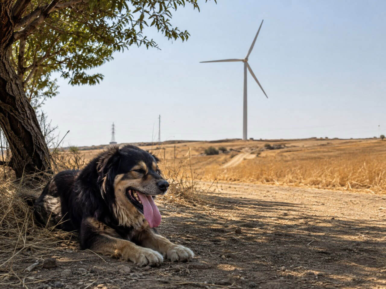 NO POWER SYSTEM IS HEAT-PROOF: EUROPE’S SUMMER STRESS TEST